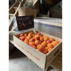 abricots rouge du roussillons